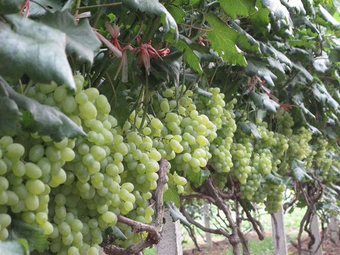 维多利亚葡萄 葡萄批发价格 新鲜葡萄保存方法  福建维多利亚葡萄