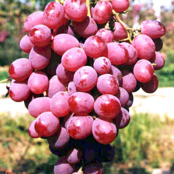 福建红芭拉多葡萄 葡萄批发价格 葡萄种植基地