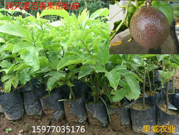 满天星百香果苗实生苗台湾进口百香果苗木百香果苗品种多图片