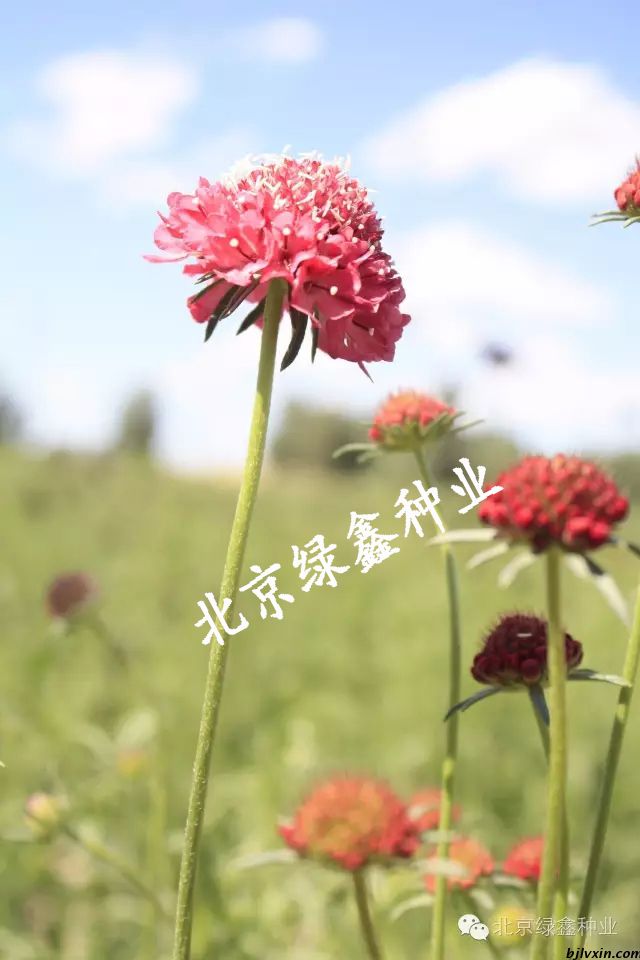 供应 LVXIN牌轮峰菊花种