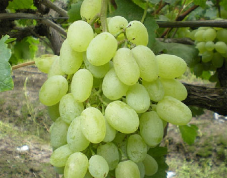 维多利亚葡萄 葡萄批发价格 新鲜葡萄保存方法 山西维多利亚葡萄