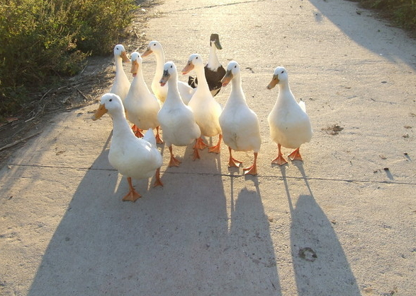徐州鸭子养殖   鸭子供应销售