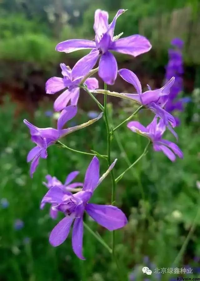 北京市供应LVXIN牌千鸟草花种厂家