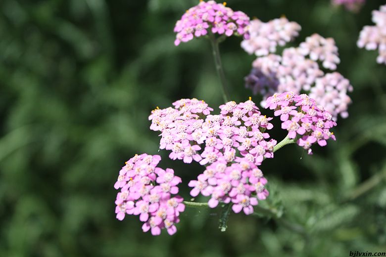 供应LVXIN牌蜂室花花种