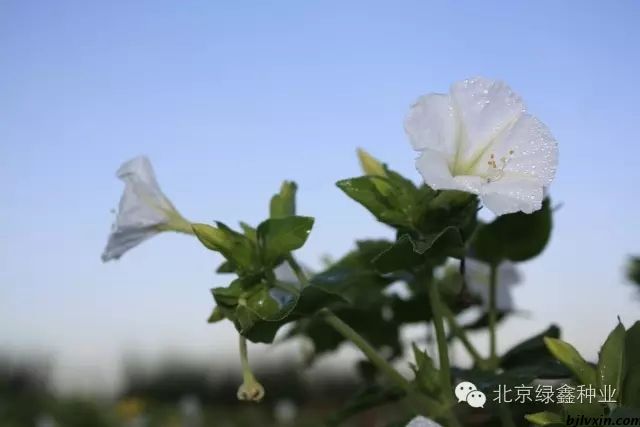 北京市供应LVXIN牌紫茉莉花种厂家