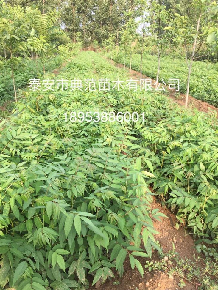 山东香椿苗基地 优质香椿苗批发供