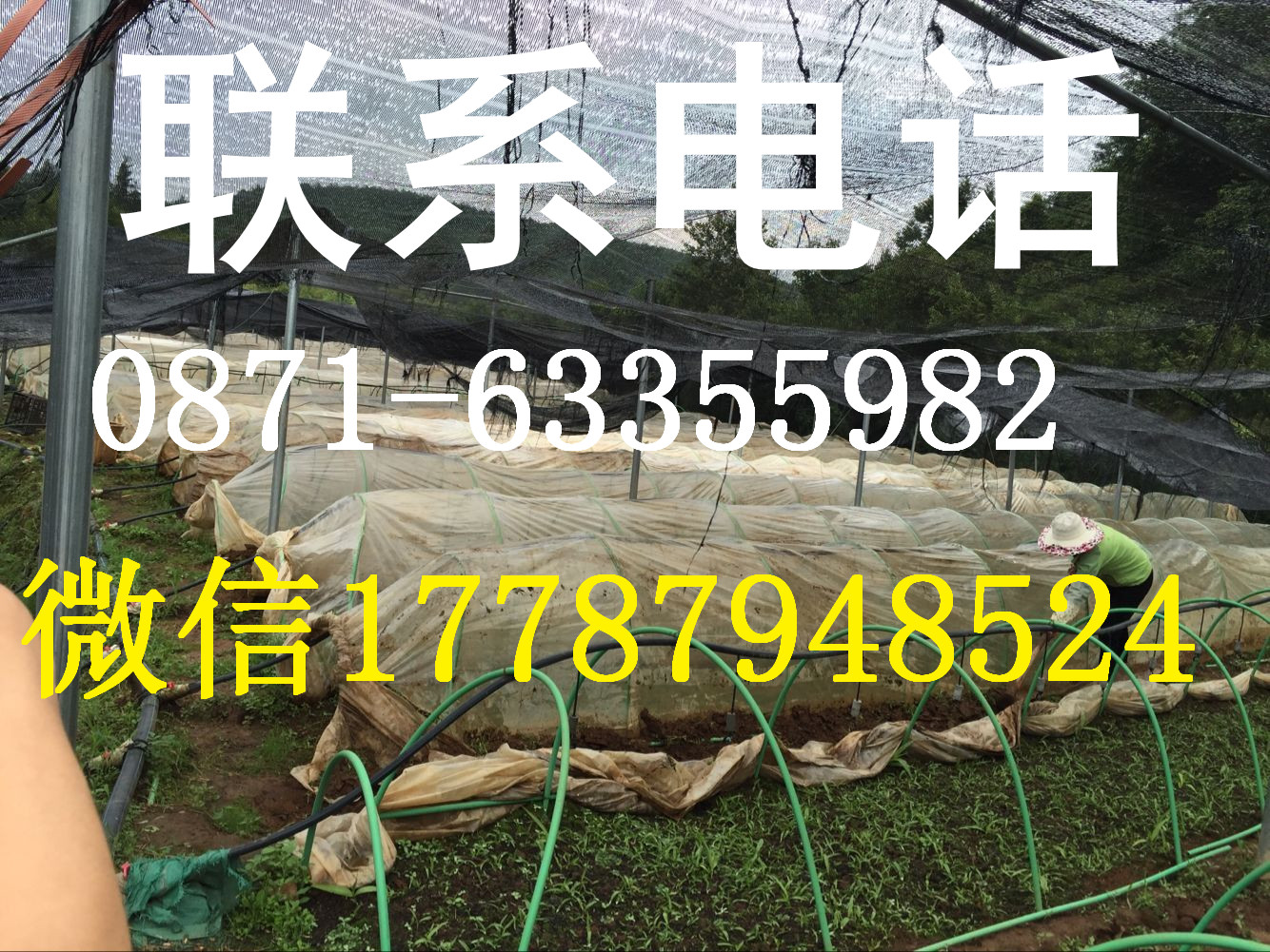 供应白芨种苗重庆中药材种植基地贵州云南湖南白芨价格图片