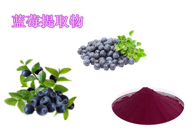 蓝莓提取物10:1蓝莓粉图片
