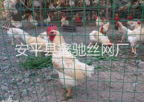 铁丝网养鸡场围栏网@养鸡场围栏网@养鸡场围栏网厂家