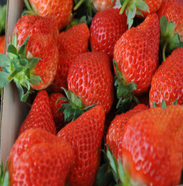 品种优良丰香草莓苗 产量高甜查理草莓苗 大面积种植草莓苗