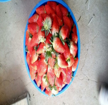 草莓苗批发