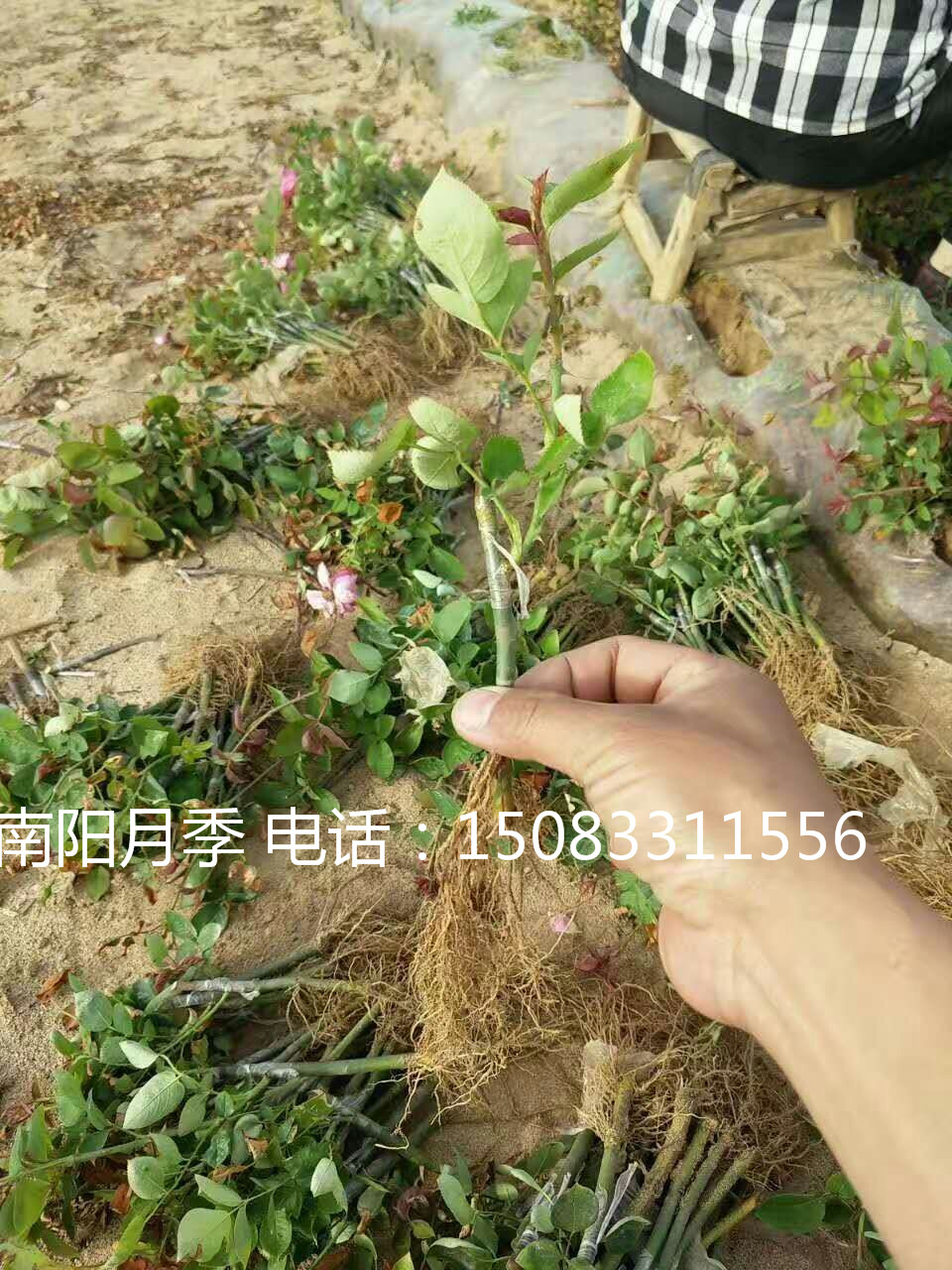 月季树苗批发 观赏植物月月红 月季营养杯苗 盆栽月季苗木