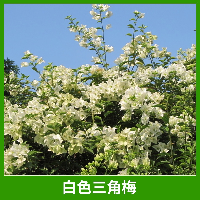 园艺景观绿化植物白三角梅盆景盆栽白色三角梅/三角花/叶子梅基地直销