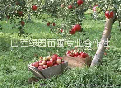 山西苹果树哪里便宜，山西苹果树种植基地，山西苹果树的价格