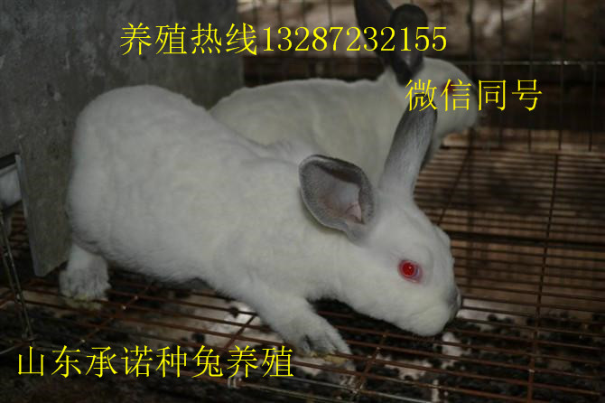 新西兰兔子养殖 新西兰兔子养殖 山东杂交野兔报价