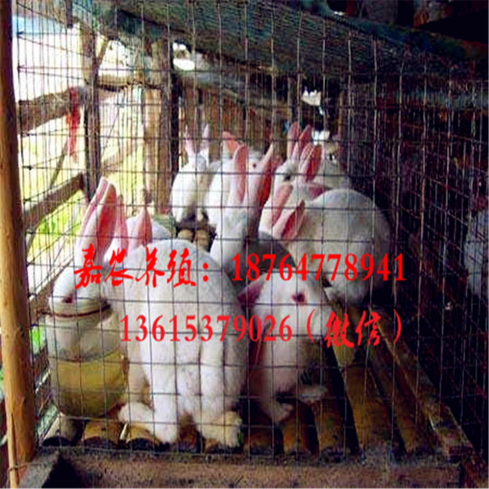 大型肉兔养殖场，新西兰兔獭兔种兔