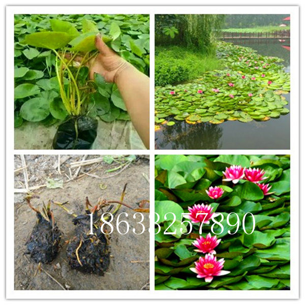 水面绿化水体净化种植睡莲18633257890图片