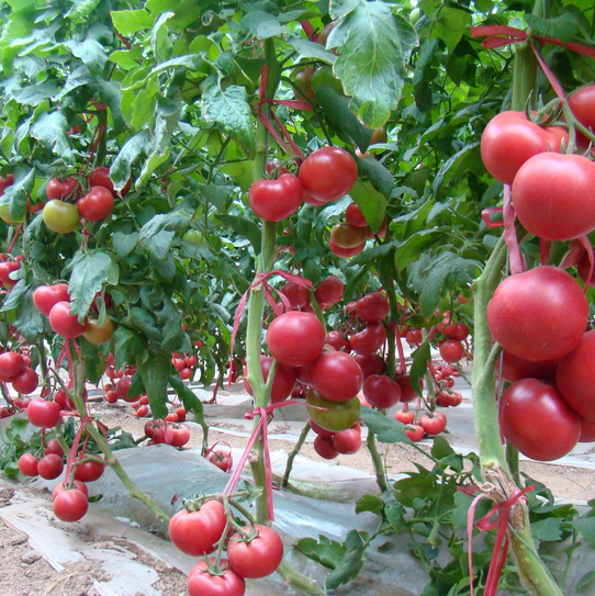 潍坊市西红柿种植销售厂家