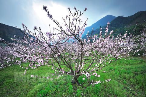 广东桃树 哪里有桃树供应 桃树价格图片