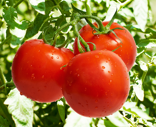 寿光市西红柿种植销售  蔬菜种植
