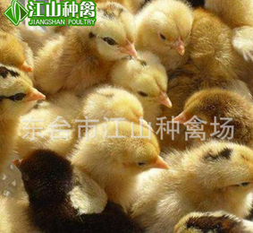 长期专业批发土鸡 肉鸡鸡苗 品质保证绿壳蛋鸡苗公苗