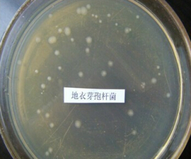 泰安市地衣芽孢杆菌200亿/g厂家地衣芽孢杆菌，地衣芽孢杆菌200亿/g