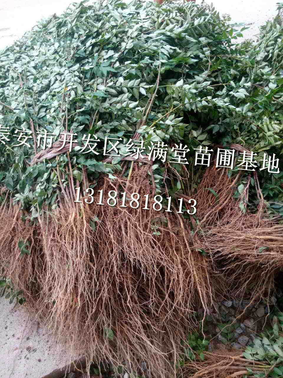 花椒苗批发-花椒苗品种-花椒苗图片-百度知道