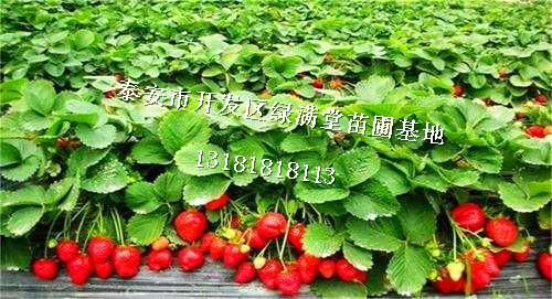 泰安草莓苗种植企业草莓苗批发图片