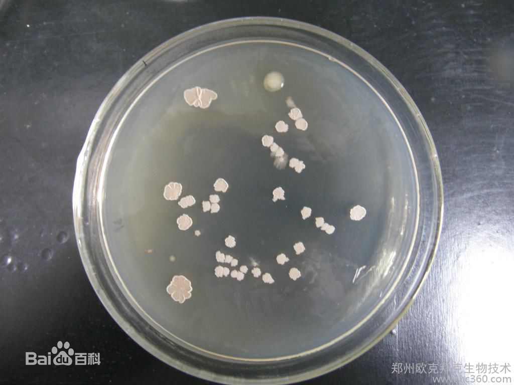 泰安市地衣芽孢杆菌200亿/g厂家