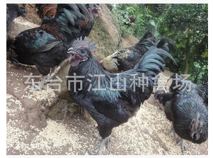直销供应纯种五黑鸡种苗 养殖批发五黑一绿纯种五黑鸡雏苗