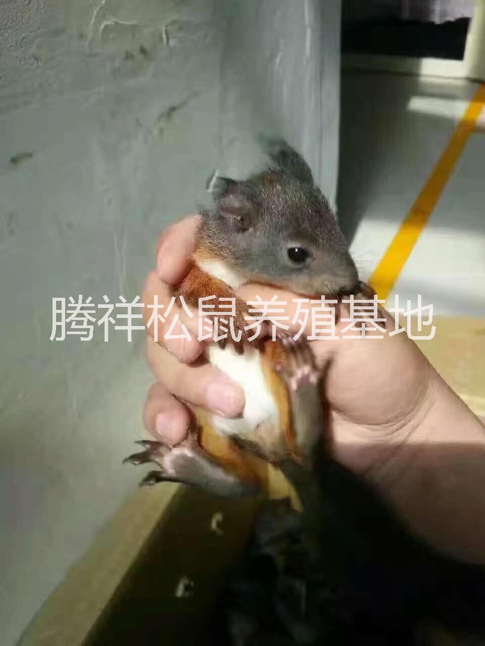 魔王松鼠哪里有卖宠物松鼠松鼠幼鼠 魔王松鼠 松鼠幼鼠