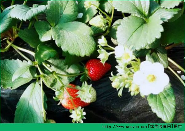 批上海草莓苗，最适合本地种/上海
