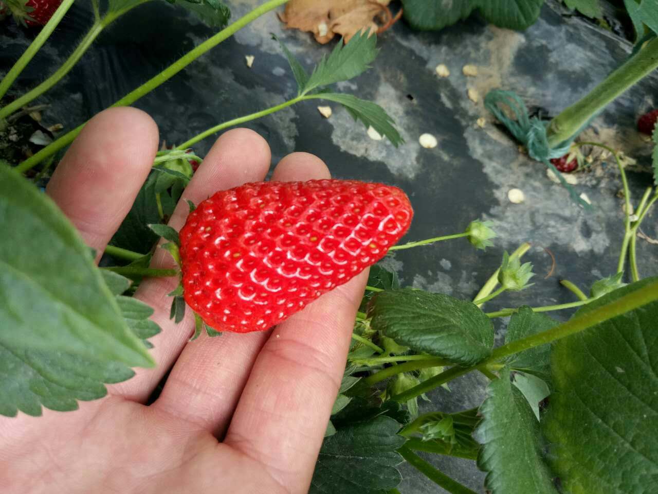 泰安市草莓苗种植销售草莓苗品种奶油草莓苗批发图片
