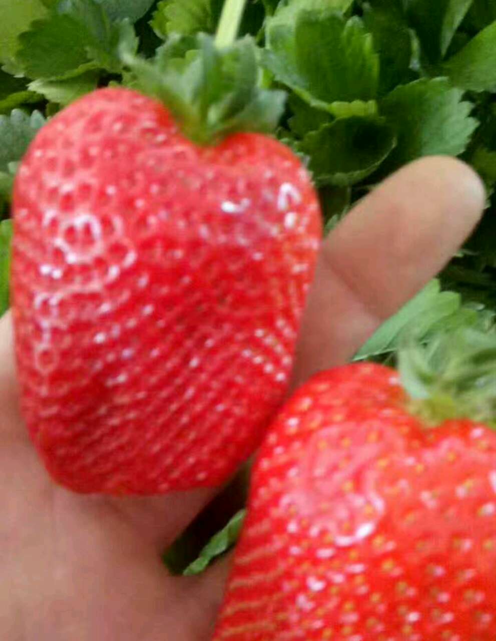 泰安市草莓苗厂家