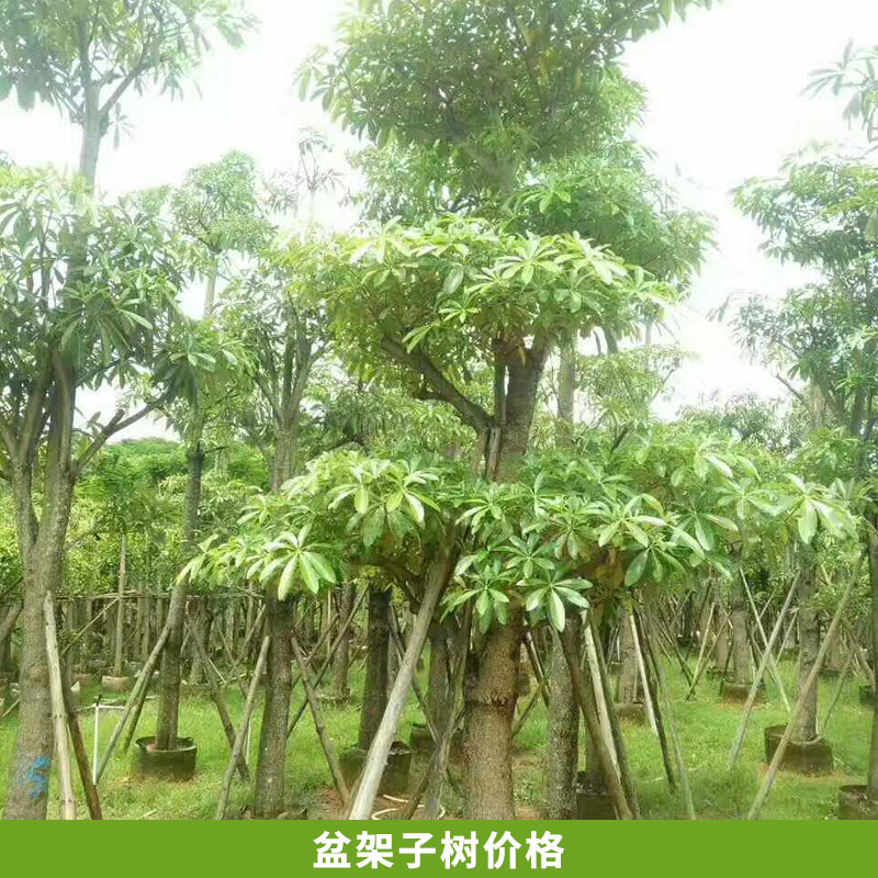 产地直销各种规格盆架子树盆架子袋苗绿化苗木  盆架子树价格