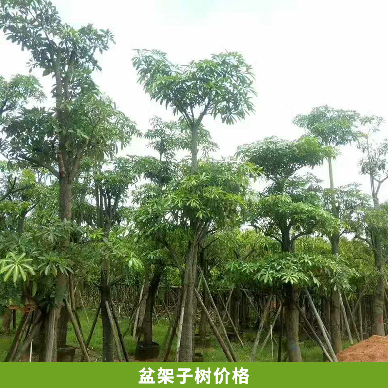 产地直销各种规格盆架子树盆架子袋苗绿化苗木  盆架子树价格