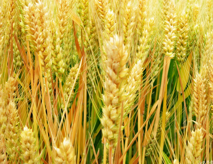 小麦的营养价值   厂家收购小麦   玉米