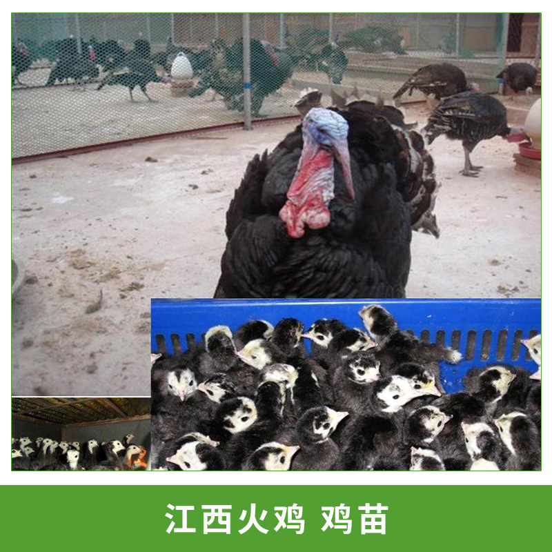 江西火鸡鸡苗火鸡养殖场供应特优 江西火鸡鸡苗 成活率高火鸡苗  、批发火鸡种苗