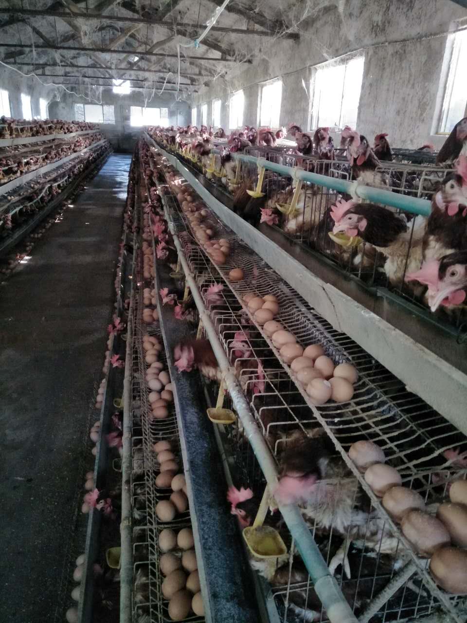 江苏省蛋鸡的养殖方法   蛋鸡供应图片