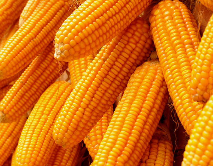 平度市玉米销售   小麦种植销售