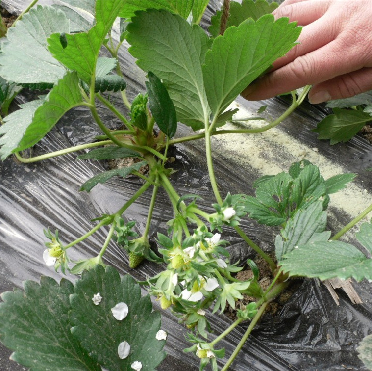 红颜草莓苗多少钱一棵 适合大棚采摘露天种植草莓苗品种 什么草莓苗品种好 四季奶油草莓苗