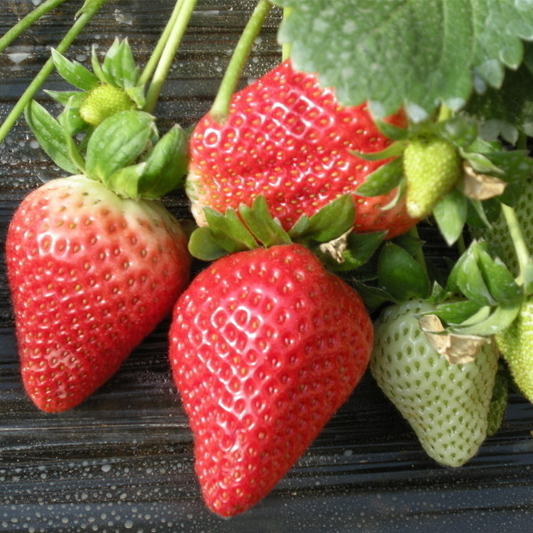 红颜草莓苗多少钱一棵 适合大棚采摘露天种植草莓苗品种 什么草莓苗品种好 四季奶油草莓苗