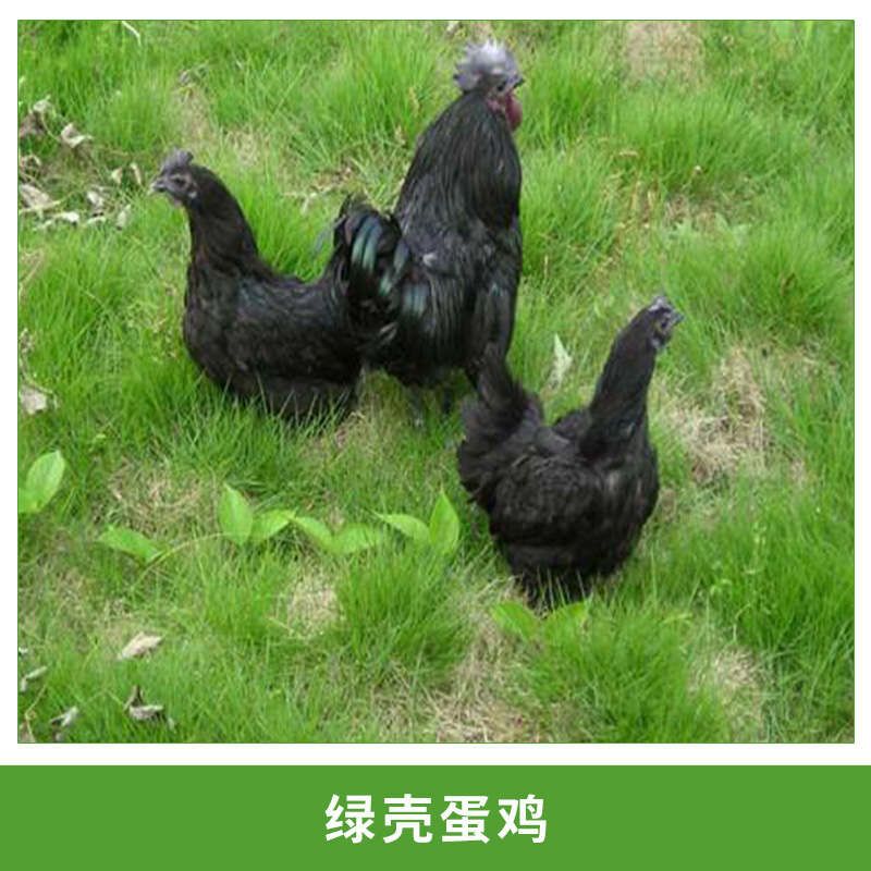 厂家直供农家散养黑羽绿壳蛋鸡 滋补绿壳蛋鸡种鸡 批发代理招商