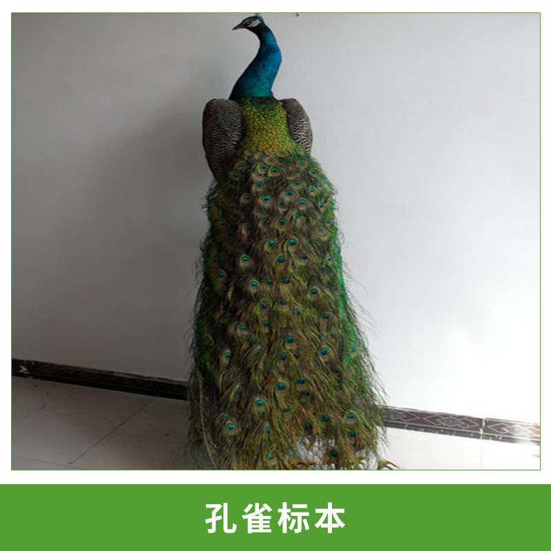 厂家直销定制孔雀标本蓝孔雀鸟动物标本橱窗店铺酒店装饰送根雕图片