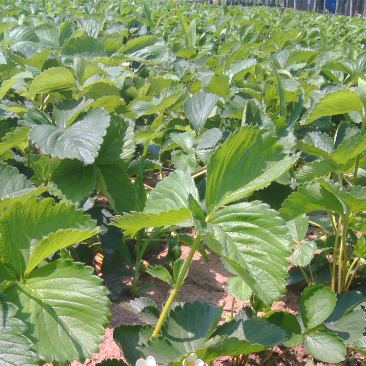 泰安草莓苗 1亩地需要多少棵草莓苗 草莓苗几月份种植好 云南草莓苗品种 草莓苗怎么种