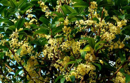 湖南优质桂花、桂花产地、桂花批发价格