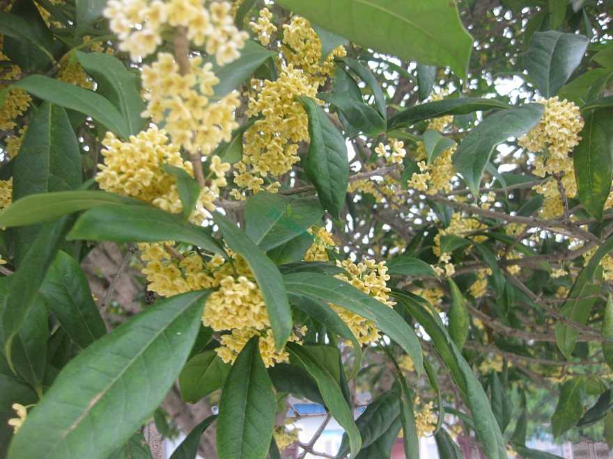 湖南优质桂花、桂花产地、桂花批发价格