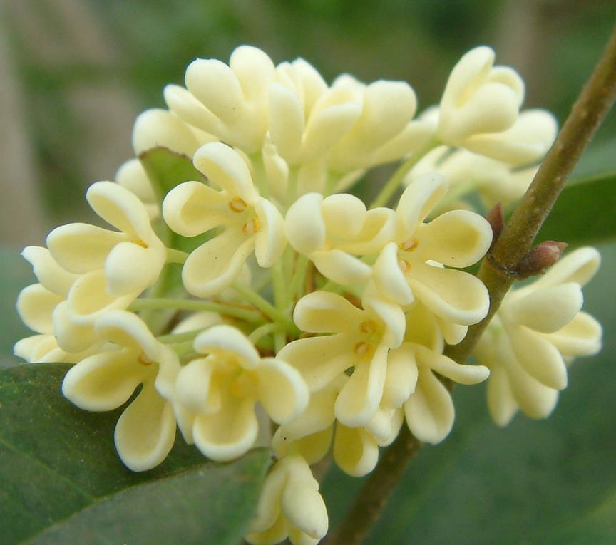 湖南优质桂花、桂花产地、桂花批发价格