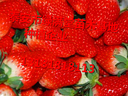 草莓苗-草莓苗批发基地  全国草莓苗种植企业