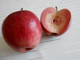 河北苹果苗  果树苗新品种 苹果苗采购网图片